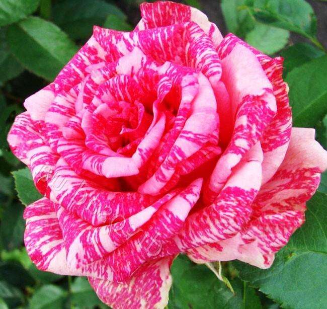 Роза «Пинк Интуишн»: описание, характеристики, особенности сорта